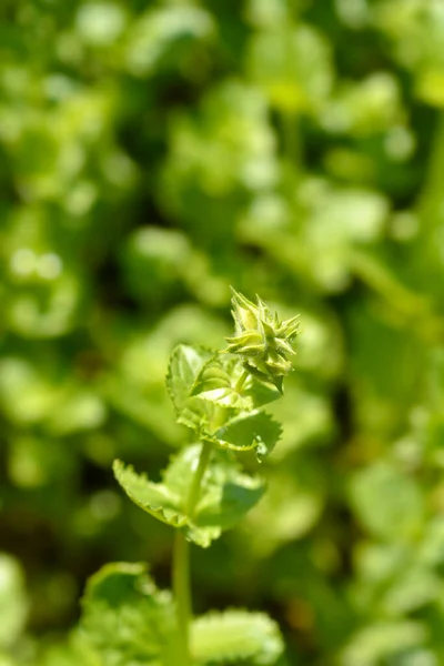 Bud Flor Macaco Amarelo Nome Latino Mimulus Luteus Erythranthe Lutea — Fotografia de Stock