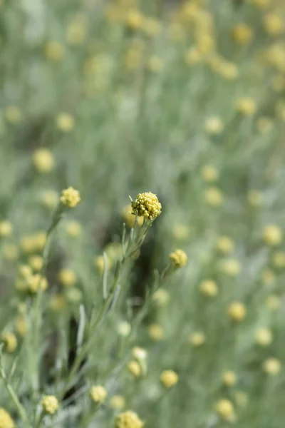 Italienska Eviga Gula Blomknoppar Latinskt Namn Helichrysum Italicum — Stockfoto