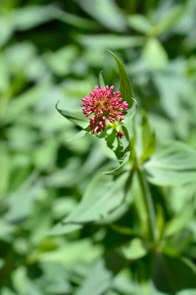 Valeriana Rossa Nome Latino Centranthus Ruber — Foto Stock