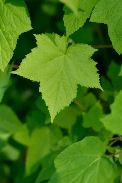 Цветущие Листья Малины Вблизи Латинское Название Rubus Odoratus — стоковое фото