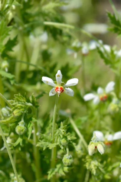 Sting Lily Flower Латинское Название Blumenbachia Hieronymi — стоковое фото