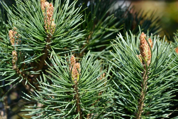 Pinus Silvestri Chantry Blue Nome Latino Pinus Sylvestris Chantry Blue — Foto Stock