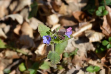 Akciğer otu - Latince adı - Pulmonaria officinalis