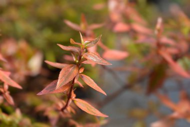 Abelia Kaleydoskop yaprakları - Latince adı - Abelia x grandiflora Kaleydoskop