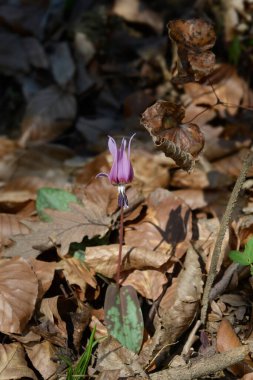 Köpekler diş menekşesi - Latince adı - Eritronyum in- canis