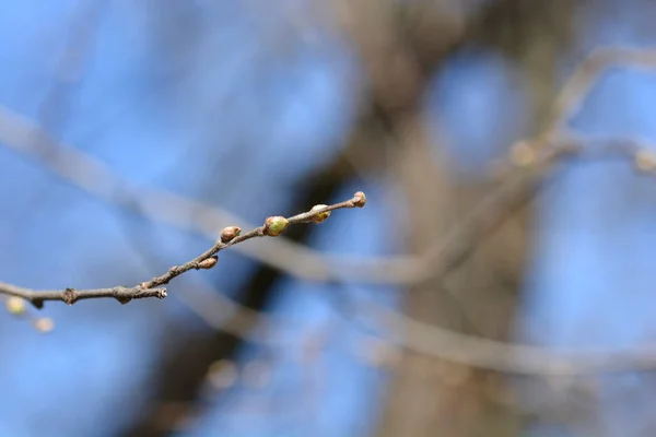 Ramo Hackberry Comum Com Botões Nome Latino Celtis Occidentalis — Fotografia de Stock