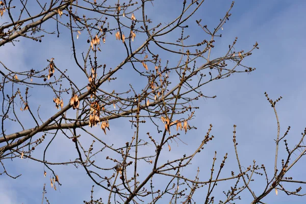 Ramas Fresno Hoja Estrecha Con Brotes Semillas Contra Cielo Azul — Foto de Stock