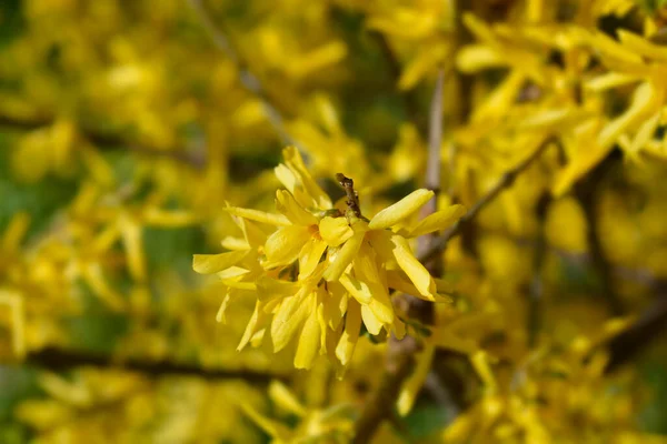 Flores Amarillas Llorando Forsythia Nombre Latino Forsythia Suspensa —  Fotos de Stock