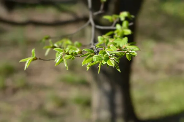 Common Hornbeam New Leaves Latin Name Carpinus Betulus — Stock Photo, Image