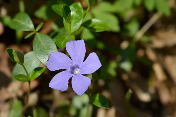 少ないペリウィンクルの花 ラテン語名 ヴィンカ マイナー — ストック写真