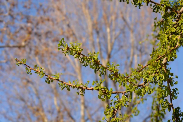 Ginkgo Branches Arbres Avec Nouvelles Feuilles Bourgeons Floraux Nom Latin — Photo