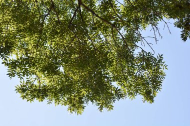 Mavi gökyüzüne karşı yaygın kül dalları - Latince adı - Fraxinus Excelsior