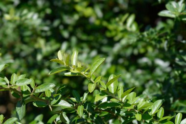Kırmızı ateş dikenli yapraklar - Latince adı - Pyracantha coccinea