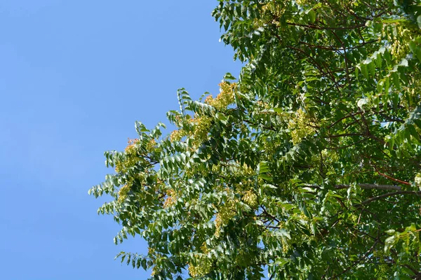 Árbol Del Cielo Contra Cielo Azul Nombre Latino Ailanthus Altissima — Foto de Stock