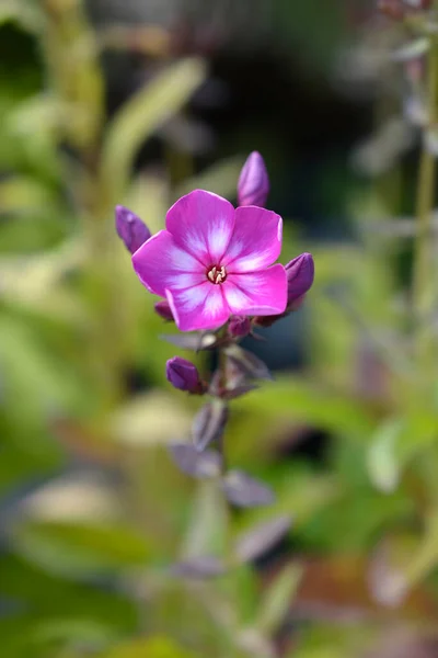 Staudenphlox Lateinischer Name Phlox Paniculata — Stockfoto