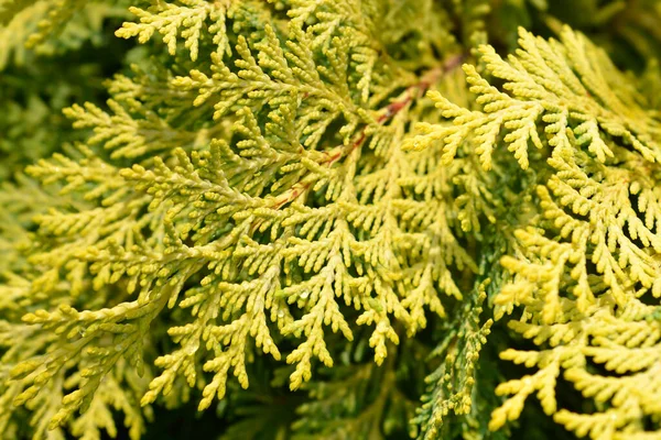 Lawsons Cypress Sunkist Latinské Jméno Chamaecyparis Lawsoniana Sunkist — Stock fotografie