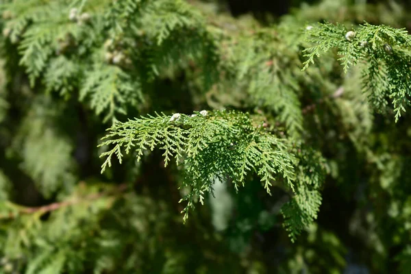 Valse Cipres Latijnse Naam Chamaecyparis Lawsoniana — Stockfoto