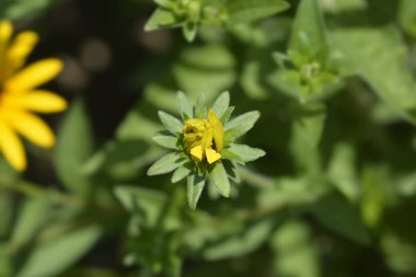 Deams coneflower, Latince adı Rudbeckia fulgida var. deamii (Syn. Rudbeckia deamii)