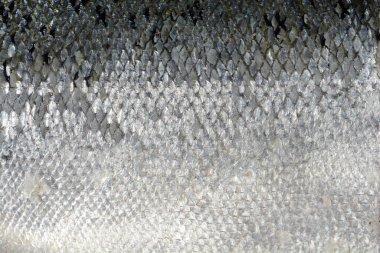 Pullu somon derisinin ayrıntıları 