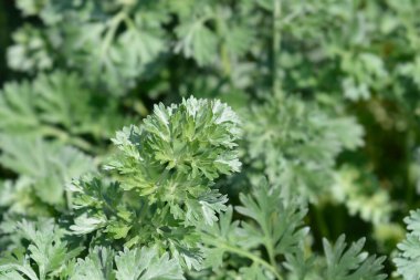 Pelin otu yaprakları - Latince adı - Artemisia absinthium