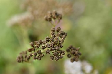 Yarrow başlıkları - Latince adı - Achillea millefolium