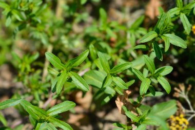 Meksika kadife yaprağı - Latince adı - Tagetes lucida