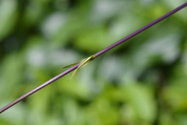 Yeni yapraklı Silkvine dalı - Latince adı - Periploca graeca