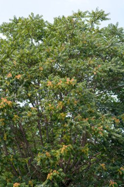 Cennet Ağacı - Latince adı - Ailanthus altissima