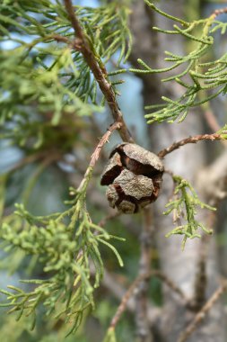 İtalyanca - Latince adı - Cupressus sempervirens Pyramidalis