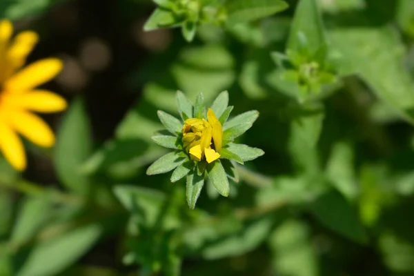 Ομάδες Coneflower Λατινικό Όνομα Rudbeckia Fulgida Var Deamii Συνθ Rudbeckia — Φωτογραφία Αρχείου