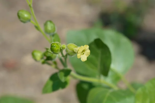 Назва Ацтекського Тютюну Nicotiana Rustica — стокове фото