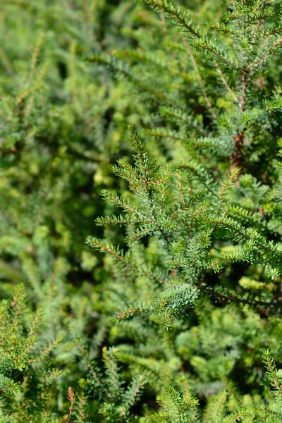 Darley Dale Heath ayrıldı - Latince adı - Erica * Darleyensis Darley Dale