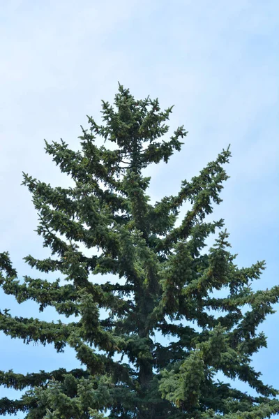 Abeto Azul Colorado Contra Céu Azul Nome Latino Picea Pungens — Fotografia de Stock