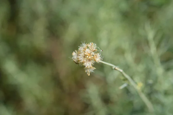 Italiaanse Eeuwigdurende Zaden Latijnse Naam Helichrysum Italicum — Stockfoto