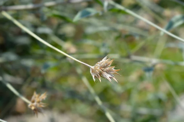 Bitumen Trefoil Seed Head Latinský Název Bituminaria Bituminosa — Stock fotografie