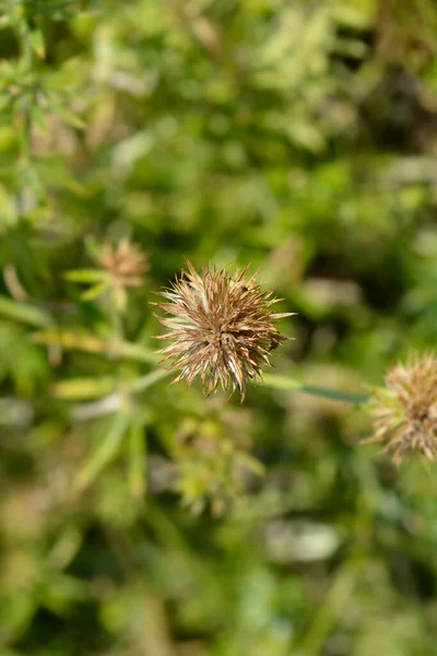 Caucasian Crosswort Seed Head Nama Latin Phuopsis Stylosa — Stok Foto