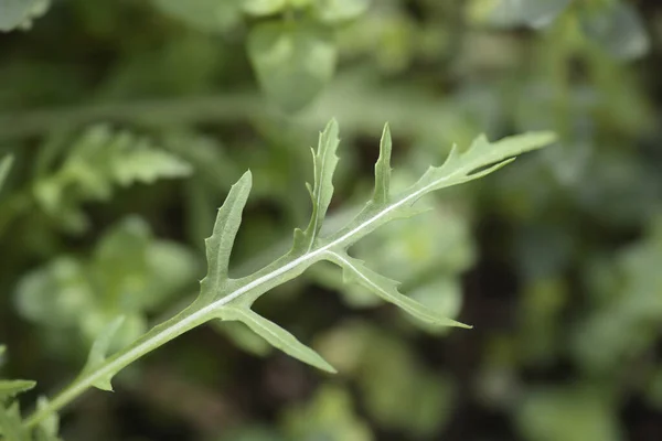 로케트 라틴어 Eruca Vesicaria Subsp — 스톡 사진