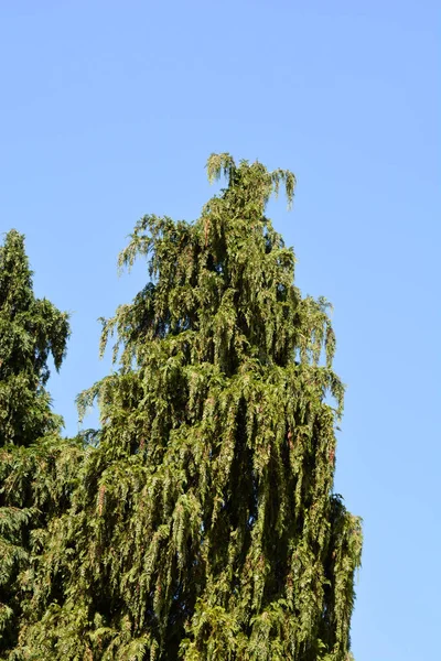 False Cypress Blue Sky Latin Name Chamaecyparis Lawsoniana — Stock Photo, Image