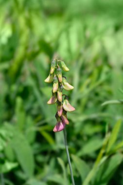 Geniş yapraklı bezelye tomurcukları - Latince adı - Lathyrus latifolius
