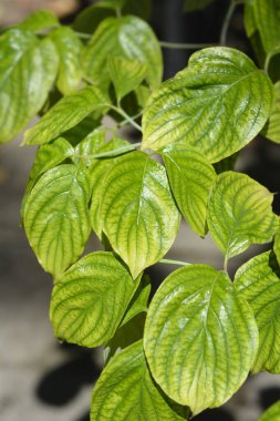 Çiçekli Dogwood Çeroki Şefi Latince adıyla Cornus Florida Cherokee Şefi 'nden ayrılıyor.