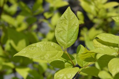 Carolina all spice leaves - Latince adı - Calycanthus Floridus