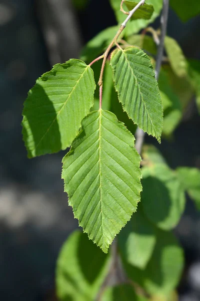 Weeping Hornbeam Leaves Latin Name Carpinus Betulus Pendula — Stock Photo, Image