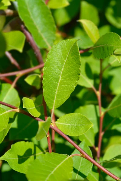 Kilmarnock Weidenblätter Lateinischer Name Salix Caprea Kilmarnock — Stockfoto