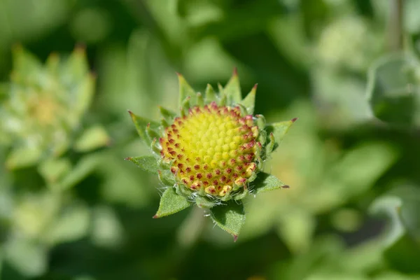 Grote Deken Bloem Knop Latijnse Naam Gaillardia Aristata — Stockfoto