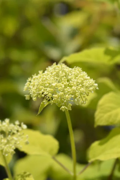 Sima Hortenzia Annabelle Virágok Latin Név Hydrangea Arborescens Annabelle — Stock Fotó