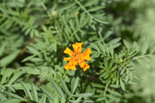 Μεξικάνικο Μπουμπούκι Λουλούδι Marigold Λατινική Ονομασία Tagetes Erecta — Φωτογραφία Αρχείου
