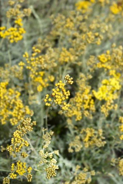 Итальянские Вечные Желтые Цветы Латинское Название Helichrysum Italicum — стоковое фото