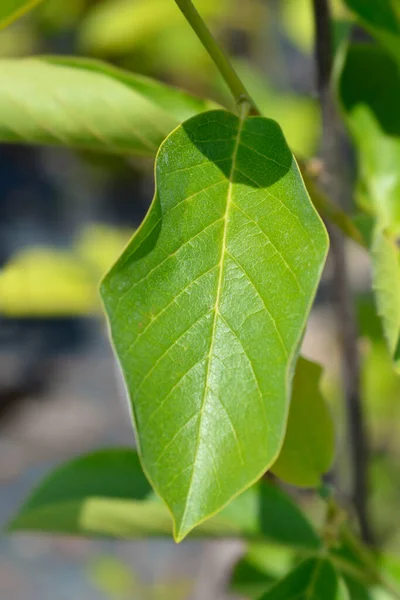 Magnolia Julan Liście Łacińska Nazwa Magnolia Denudata — Zdjęcie stockowe