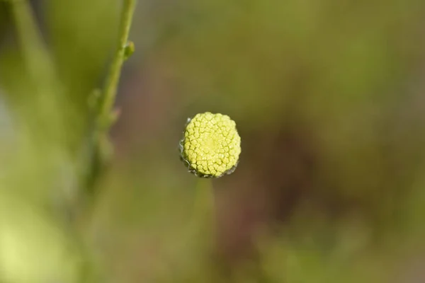 Bourgeon Fleur Coton Lavande Nom Latin Santolina Rosmarinifolia — Photo