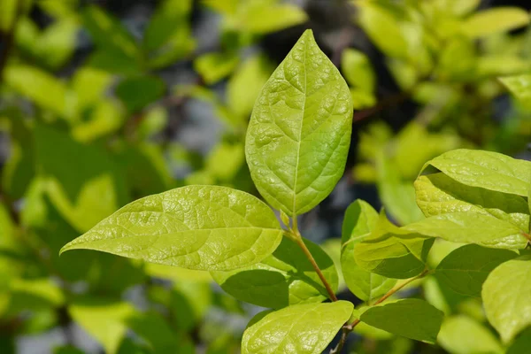 Karolina Ziele Angielskie Nazwa Łacińska Calycanthus Floridus — Zdjęcie stockowe